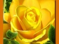 Laro Yellow Roses