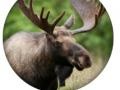 Laro Animal Quiz 