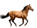 Laro Create Your Own Horse