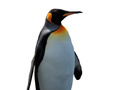 Laro Penguin Painting: Coloring For Kids