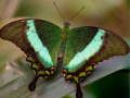 Laro 100 Pics Quiz Online
