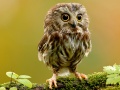 Laro Animal Hidden Stars