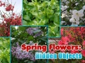Laro Spring Flowers: Hidden Objects
