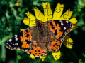Laro Jigsaw Puzzle: Spring