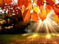 Laro Jigsaw Puzzle: Autumn