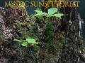 Laro Mystic sunset forest
