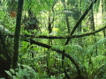 Laro Jigsaw puzzle: Rainforest
