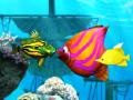 Laro Big Fish Eat Small Fish