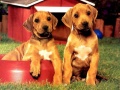 Laro Puppy Pairs Puzzle