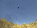 Laro Toucan Shooter