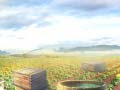 Laro Farm Treasure