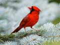 Laro Birds Puzzle