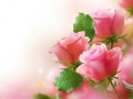 Laro Pink Roses