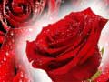 Laro Red Roses