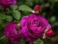 Laro Purple Roses