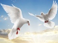 Laro Flying Birds