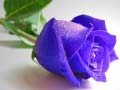 Laro Blue Roses