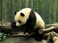 Laro Pandas Puzzle