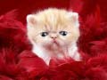Laro Funny Kitty