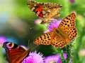Laro Butterfly Slide