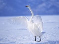 Laro Graceful Swans