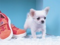 Laro Lovely Puppy Puzzle
