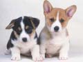 Laro Cute Puppies Puzzle