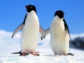 Laro Penguin Puzzle