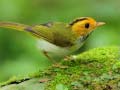 Laro Birds Slide