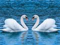 Laro Swans Slide