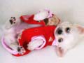 Laro Lovely Puppy Slide