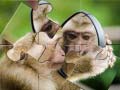 Laro Chimpanzee Jigsaw