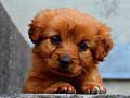 Laro Puppy Puzzle