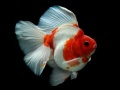 Laro Gold Fish Jigsaw Puzzle