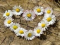 Laro Daisy Heart Jigsaw