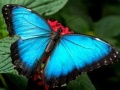 Laro Nature Jigsaw Puzzle Butterfly