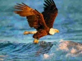 Laro Animals Jigsaw Puzzle Eagle