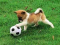 Laro Playful Puppy Outdoor Puzzle