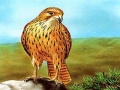 Laro Birds of Prey Slide
