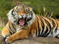Laro Animals Jigsaw Puzzle Tiger