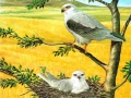 Laro Birds Of Prey Puzzle