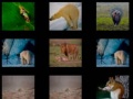 Laro Animal Memory