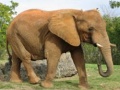 Laro Animals Jigsaw Puzzle - Elephants