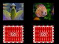 Laro fish memory