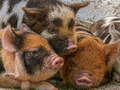 Laro Piglet Piggy Jigsaw