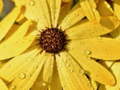 Laro Flower Petals Raindrop Jigsaw