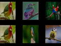 Laro Memorize the birds
