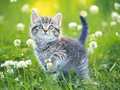 Laro Kittens Jigsaw