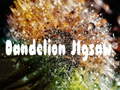 Laro Dandelion Jigsaw