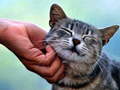 Laro Tickling Cat